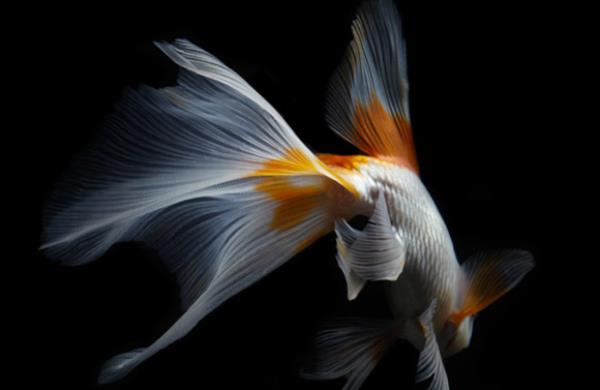 عکاسی از ماهی ژاپنی توسط هیروشی ایوازاکی